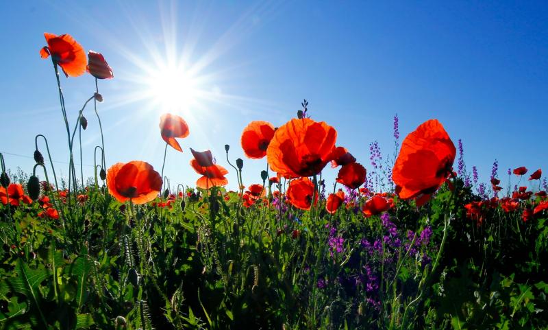 Paignton announces Remembrance events to honour 2024 Armistice Day