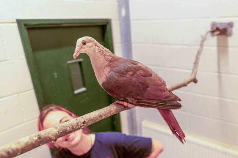 Rare pigeon hand-reared at Paignton Zoo marks a milestone