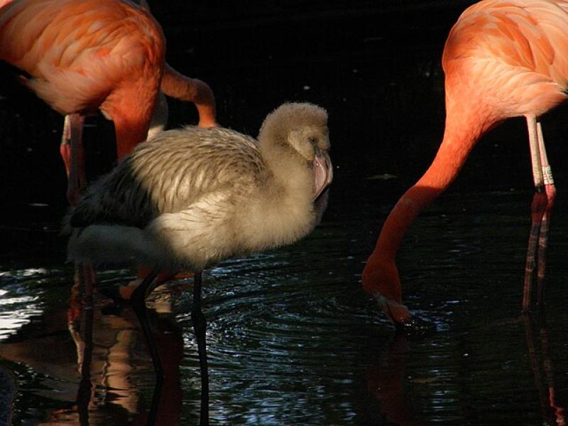 Baby flamingo has escaped from Paignton Zoo