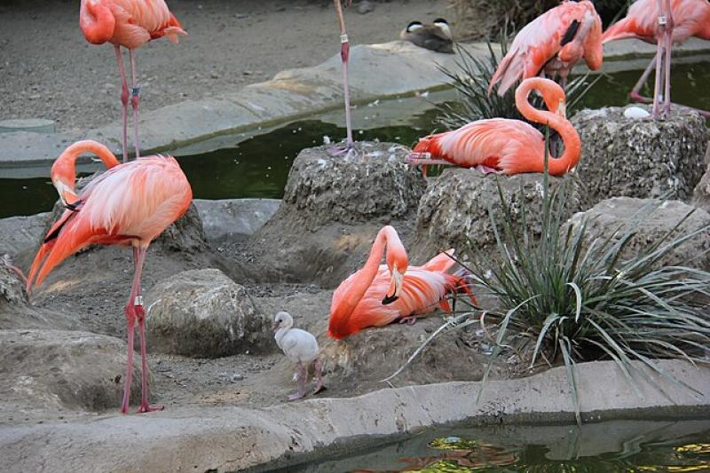Paignton Zoo release sad statement about missing flamingo chick