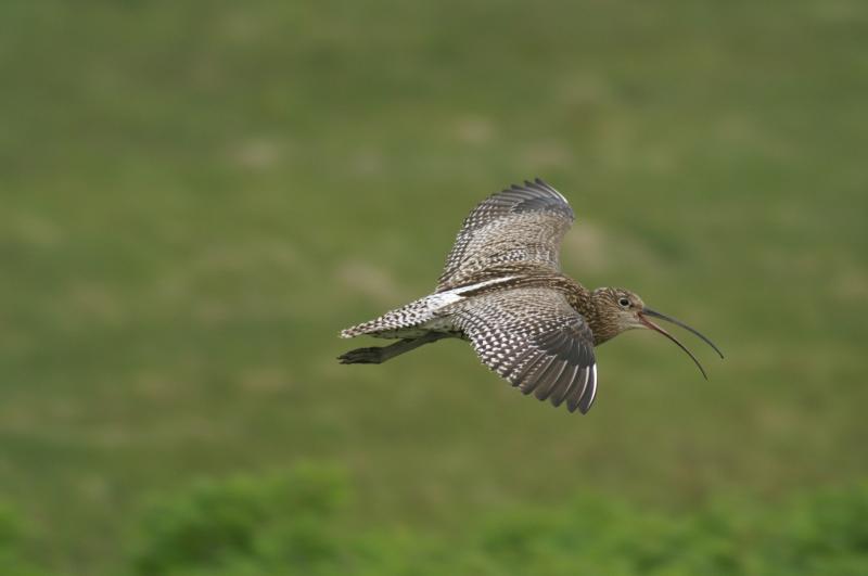 Dartmoor curlews fly south to Portugal