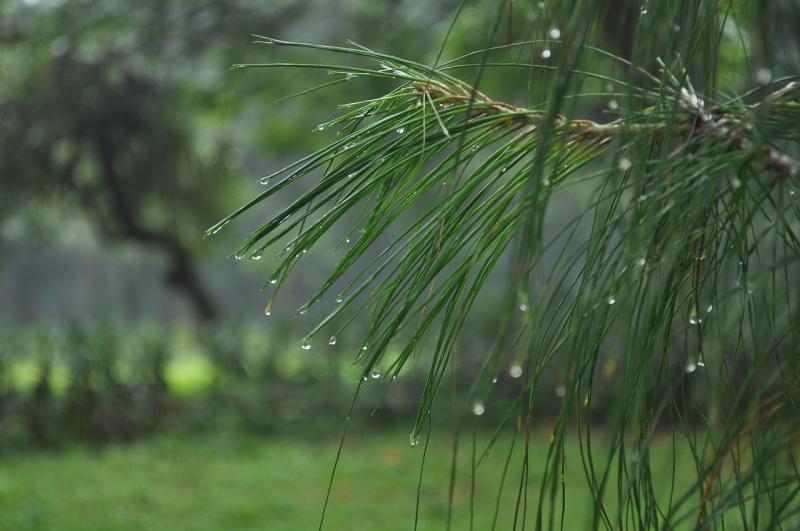 Pat Duke: Future-proof your patch for heavy rains