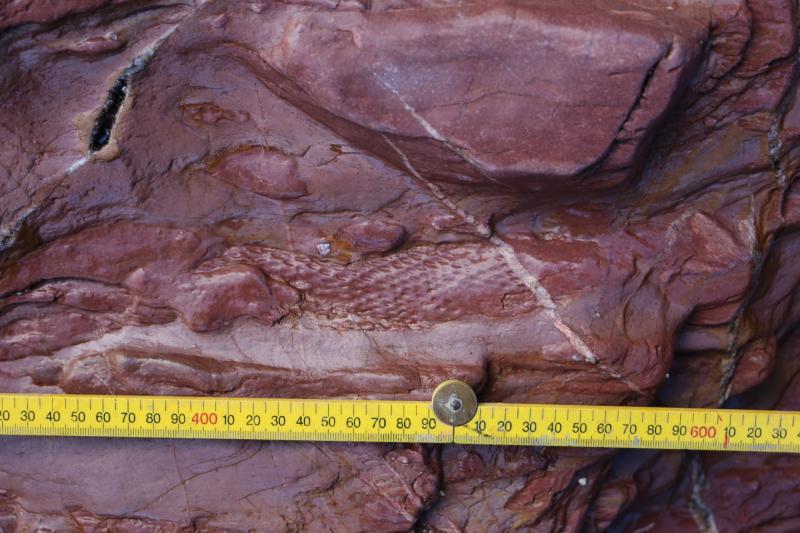 Fossil discovery