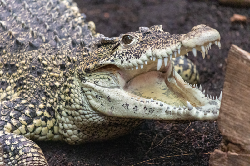 Paignton Zoo's Crocodile Swamp makes triumphant return 