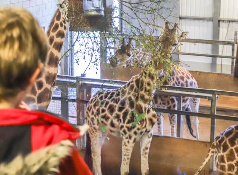 New era for Torbay’s beloved national gem zoo