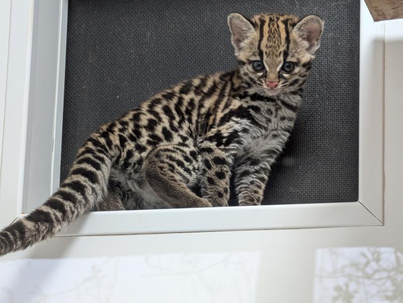 South Devon wildlife trust welcomes rare species
