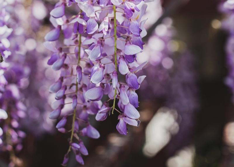 Pat Duke: Your wisteria needs a touch of discipline