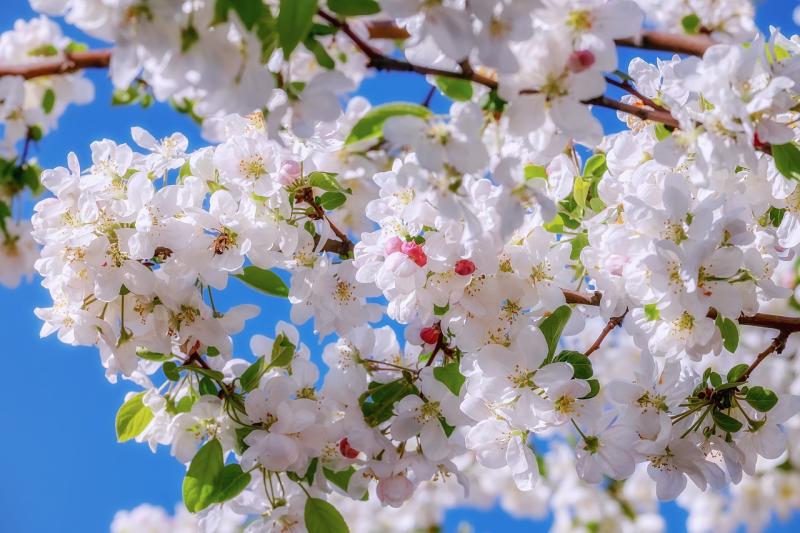 Community Matters: Local projects are blossoming