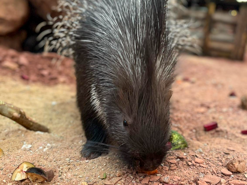 Another fan-favourite returns to Paignton Zoo 