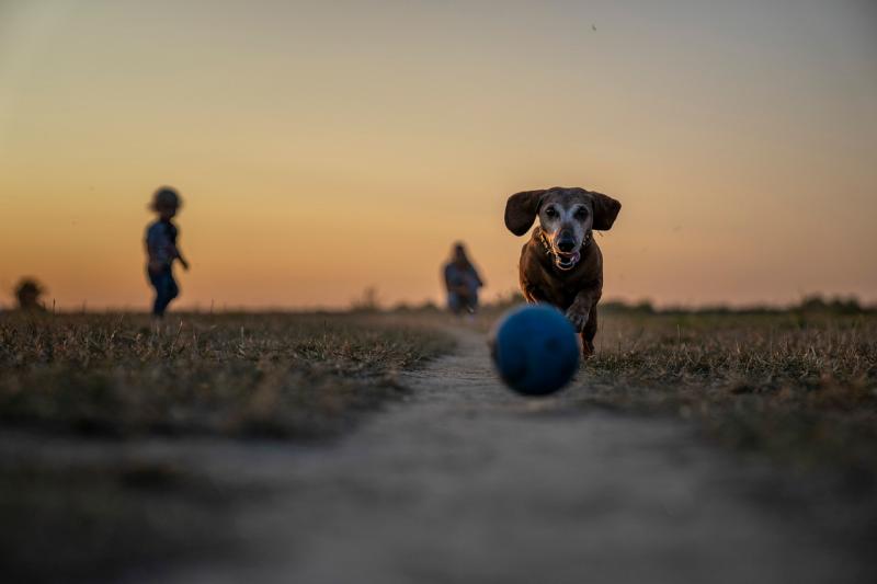 Vicky Ewan: A tale of obsession, chaos, and canine joy
