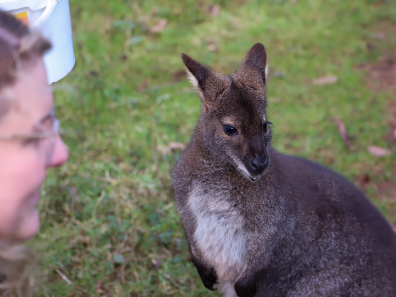 Paignton Zoo welcomes new animals as beloved attraction reopens