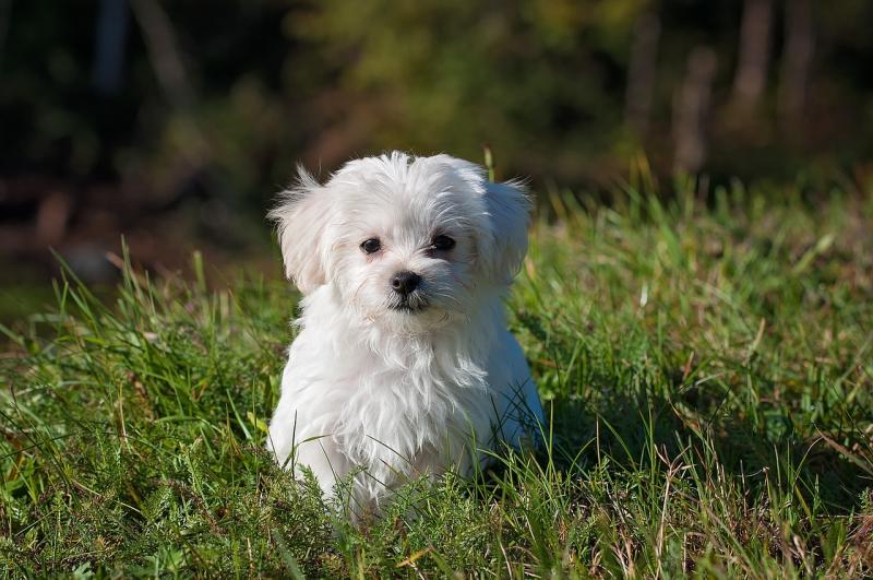 Torbay woman starts new dog social group