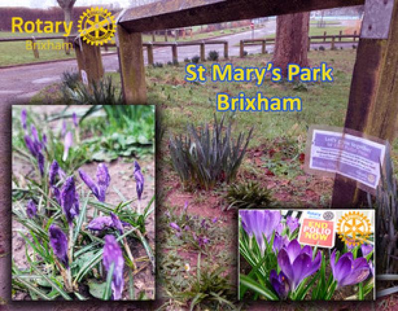 Crocus plants coming into bloom in St Mary's Park, Brixham