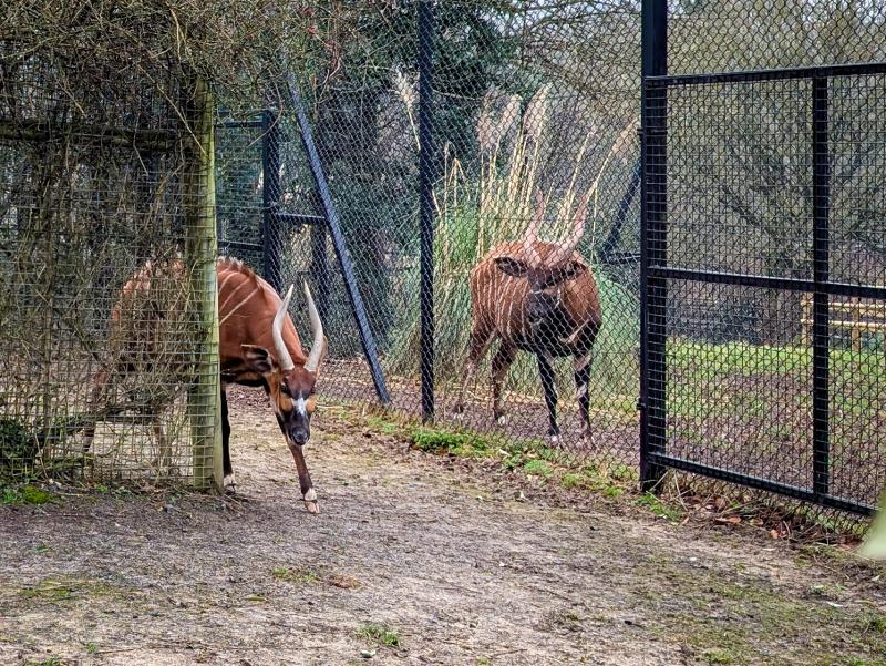 Paignton Zoo welcomes critically rare species