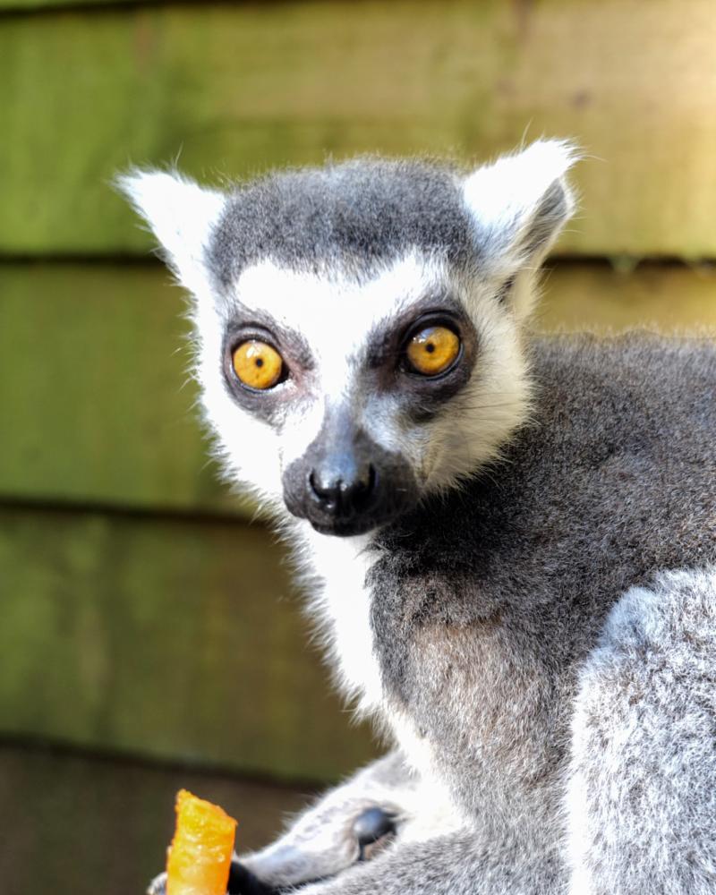 Ricky the Lemur at Shaldon Wildlife Trust
