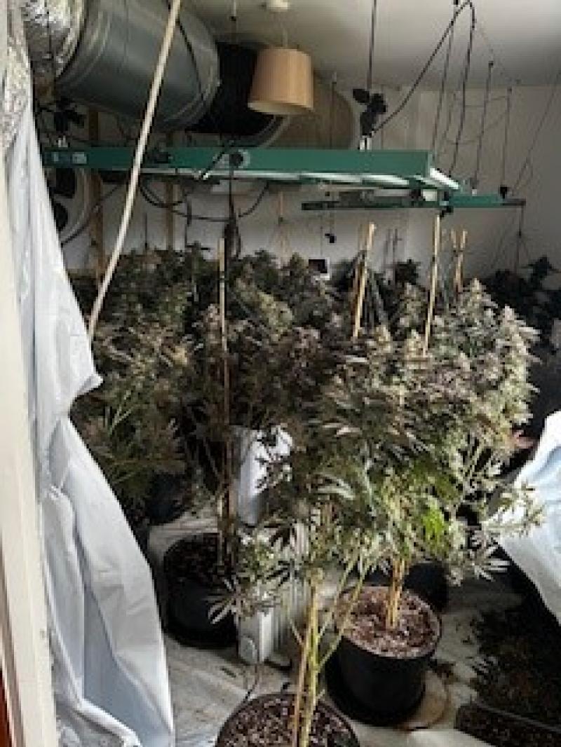 Cannabis 'farm' found at a house in Devon