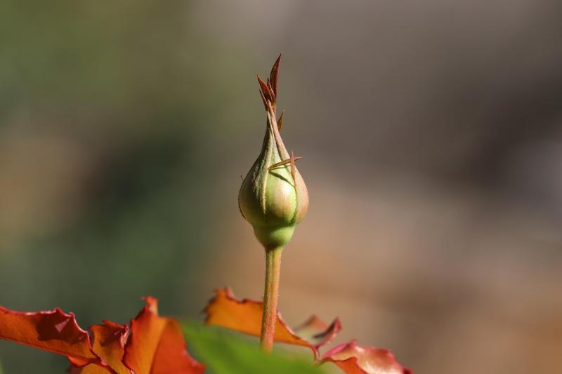 First bud of spring Pic GeorgeB2 on Pixabay