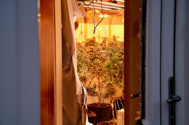 Alison Hernandez: How you can help the fight against drugs