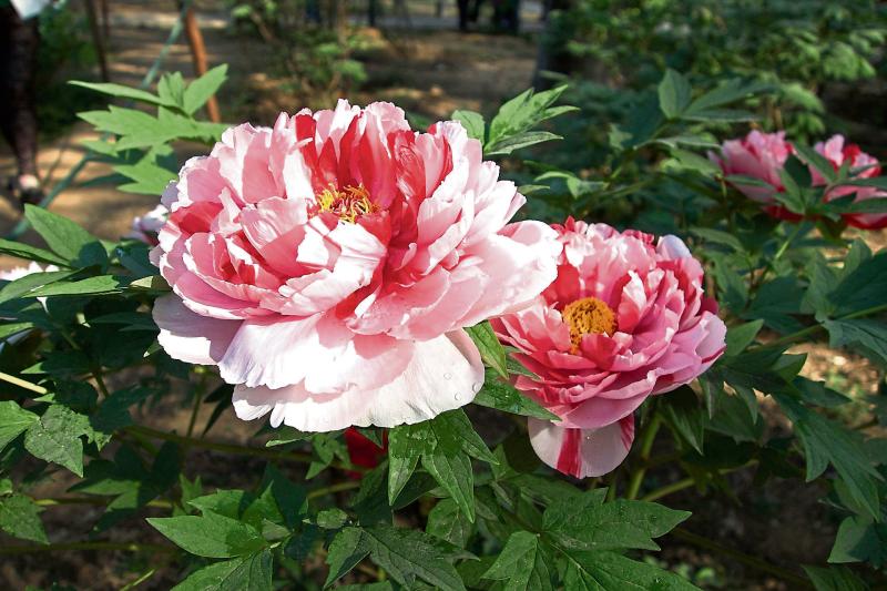 Gardening with Pat Duke: What you need to plant this spring
