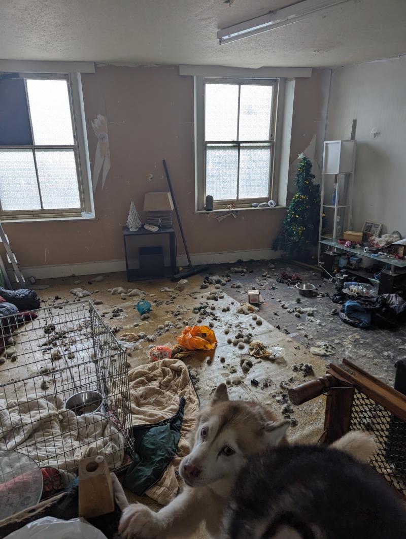 A filthy and stinking room in the Torquay flat Pic RSPCA