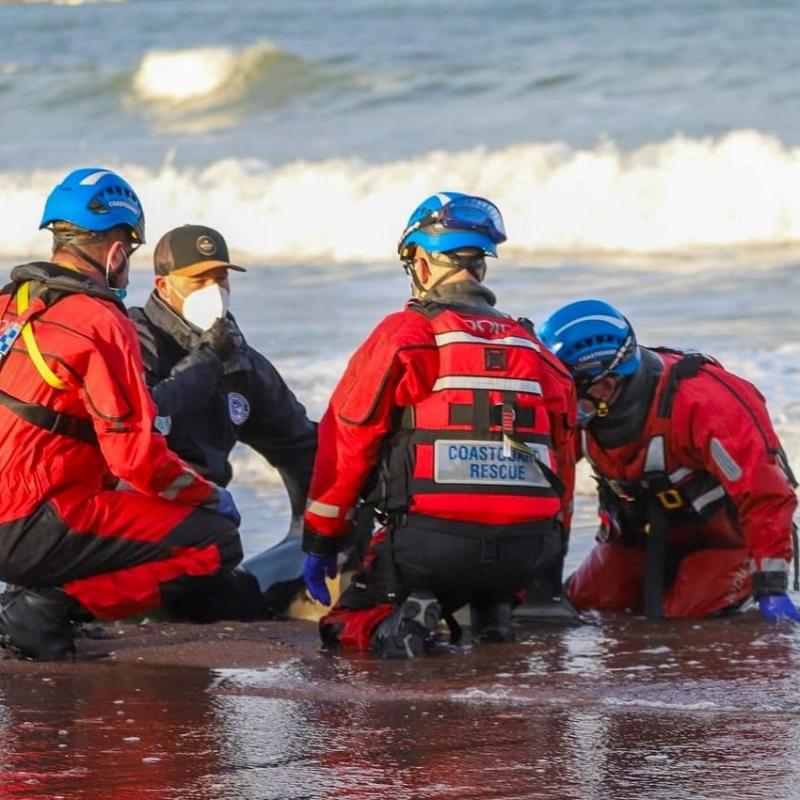 Rescuers unable to save injured dolphin on Paignton beach