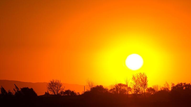 Gardening with Pat Duke: How to make the most of the summer sun