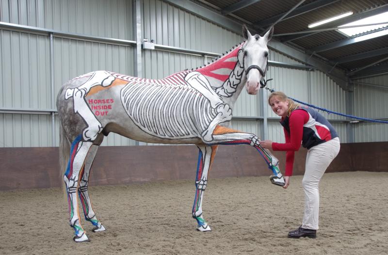 Ponies become living art in equine show near Totnes