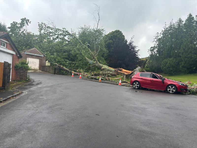 Giant tree and crushed car in Torquay