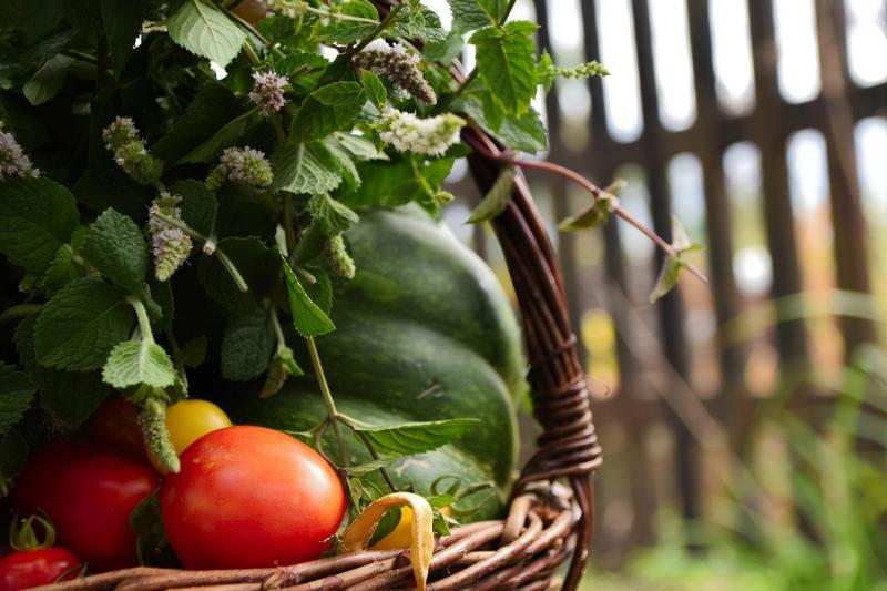 Gardening with Pat Duke: Keep your tomatoes looking tip-top 