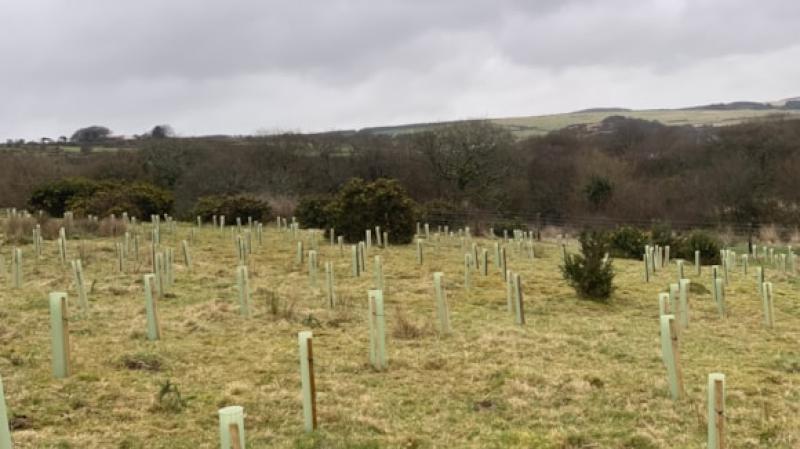 The tree-planting project helping to save our water