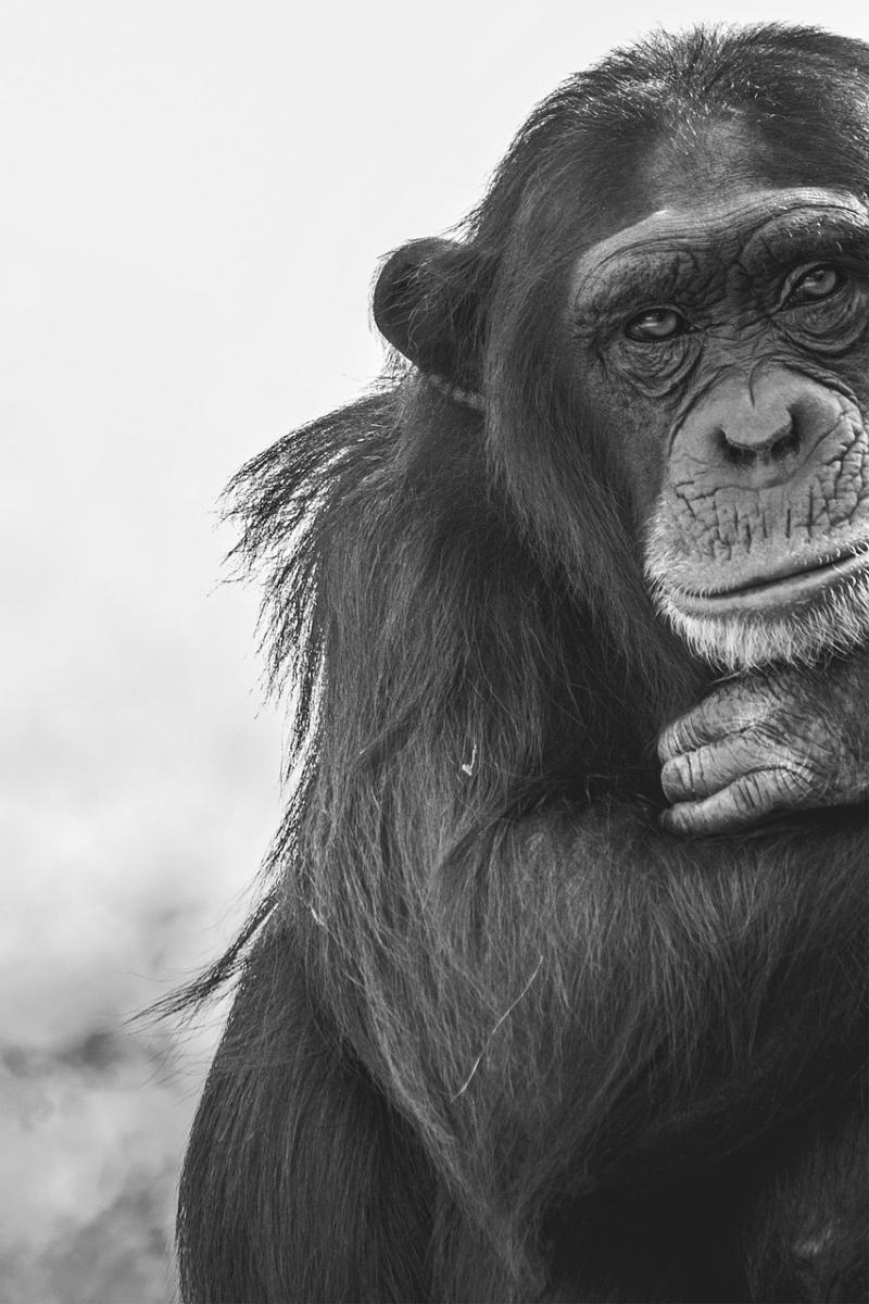Peter Moore: Models or monkeys?