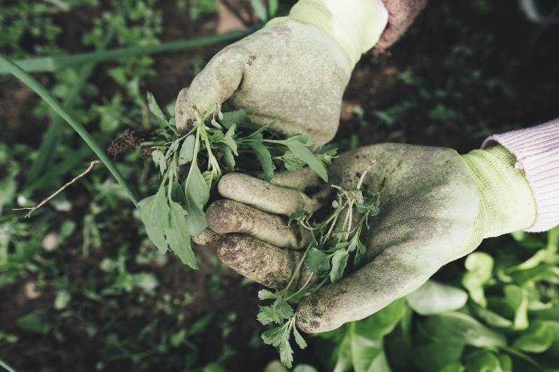 Gardening with Pat Duke: How to beat the heat