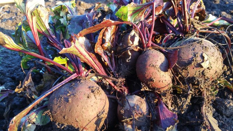 Gardening with Pat Duke: Always take the weather with you