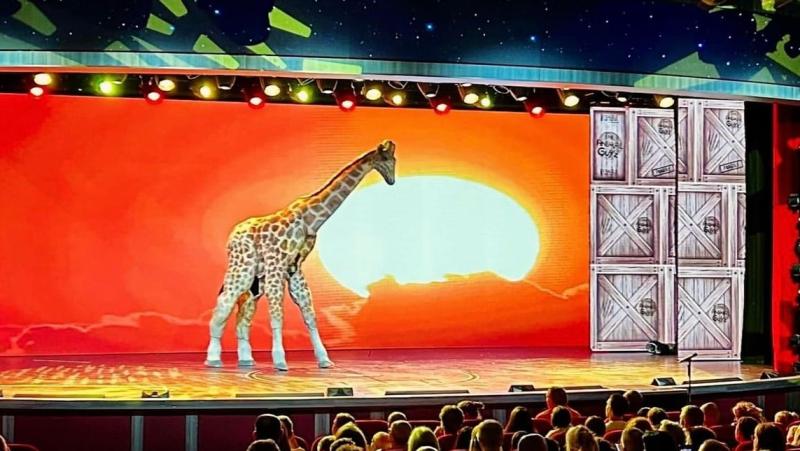 Giraffe walk on as part of the Babbacombe Theatre show