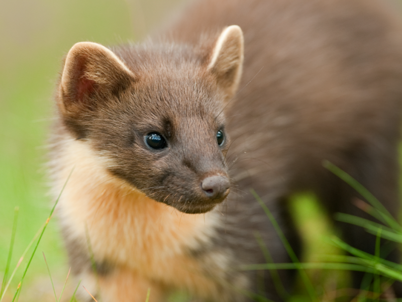 Pine martens are being reintroduced in England, including two areas of the South West                                          Photo: Terry Whittaker/Devon Wildlife Trust