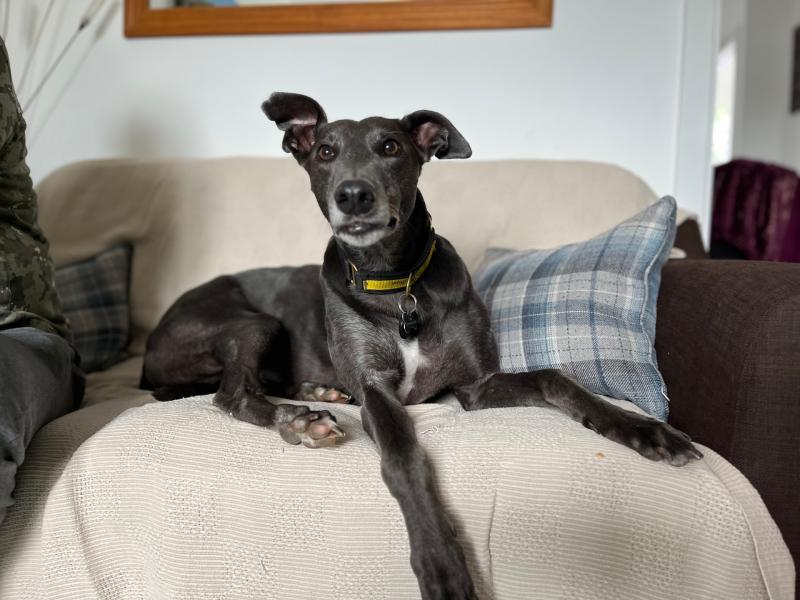 Devon dog lover finds forever friend after fostering 12 pups