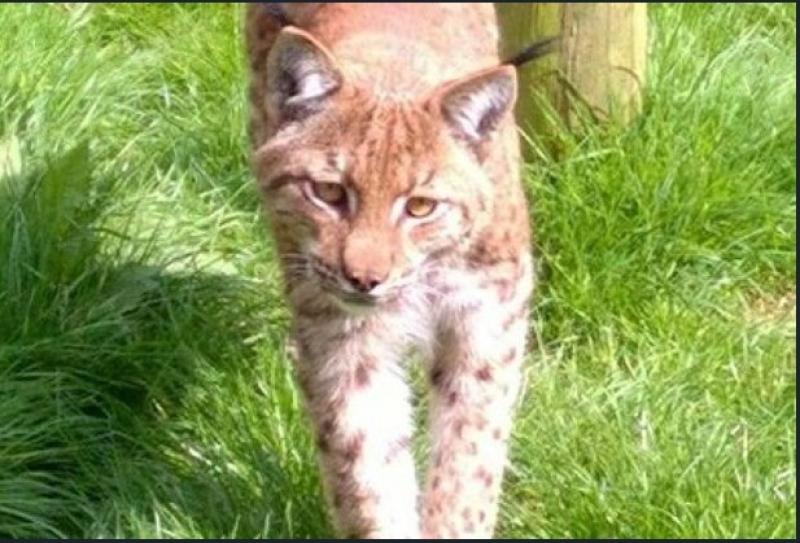 Flaviu, the Lynx, who escaped from Dartmoor Zoo (Credit Dartmoor Zoo)