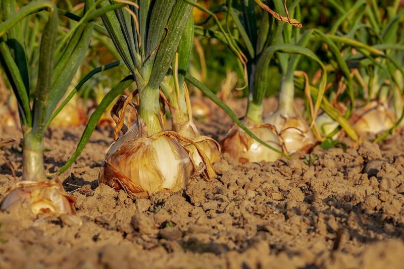 Gardening: Early autumn means prep starts now