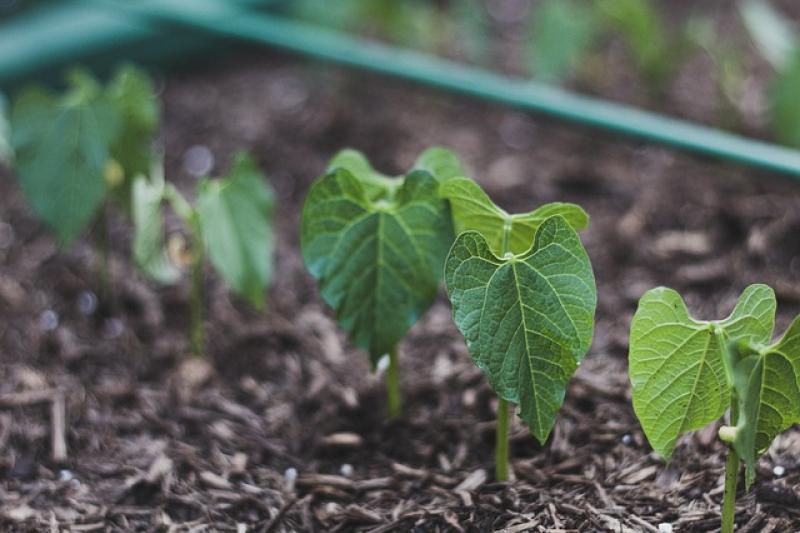 Gardening: Will-she won't-she weather means be on guard in the garden