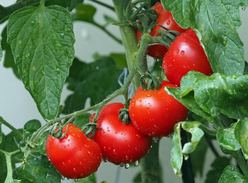 Gardening: Make the most of mild weather before winter 