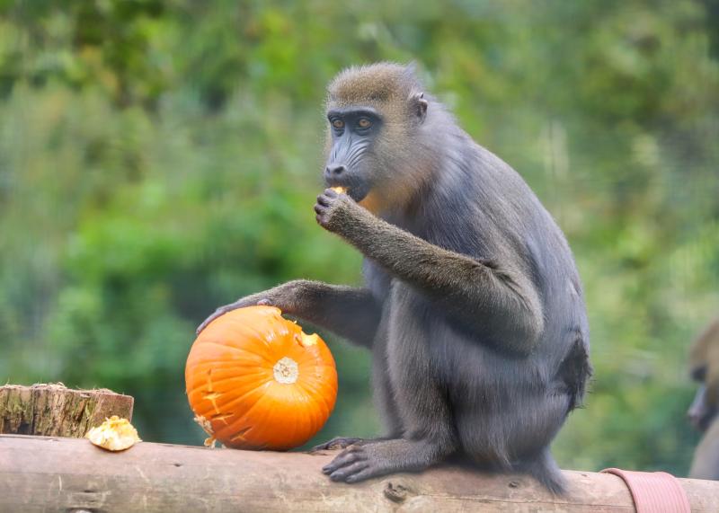 Getting in the pumpkin party mood at Paignton Zoo
