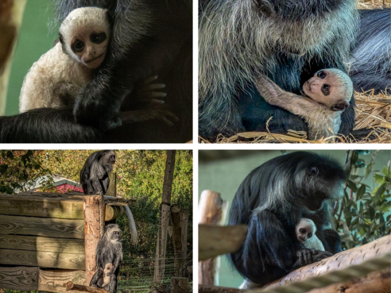 Paignton Zoo's baby king colobus monkey