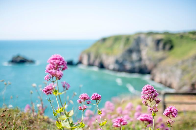 Berry Head Nature Reserve