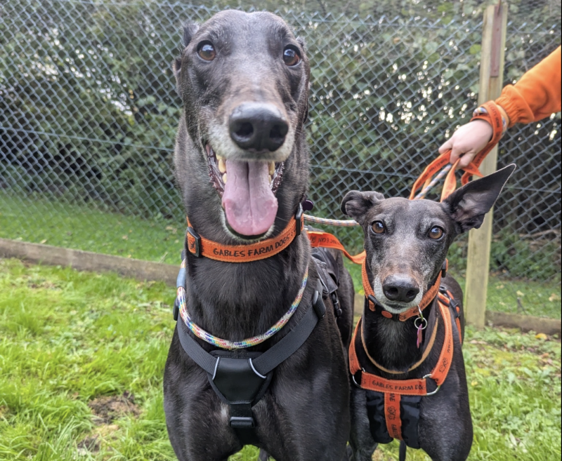 Lurch and Wednesday, two of the Greyhounds currently at Gables Credit- Gables
