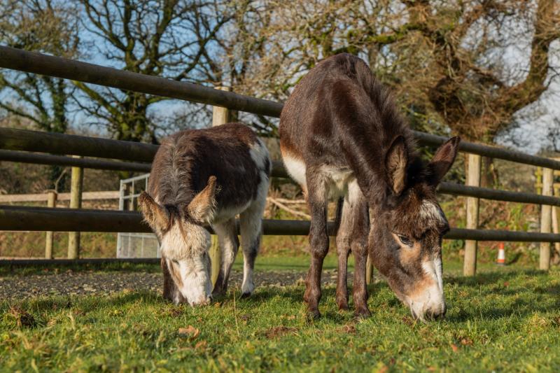 From rescue to recovery: donkeys rehomed in Devon after major welfare operation
