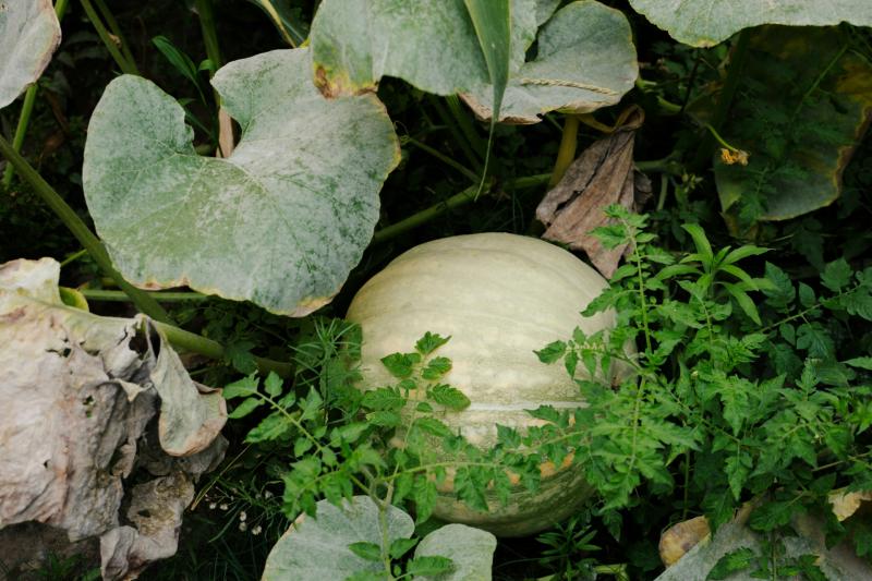 Gardening: the quiet January decisions that define a great garden