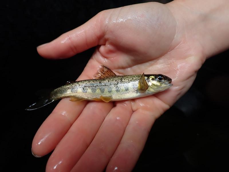 Baby salmon (Image- DCC)