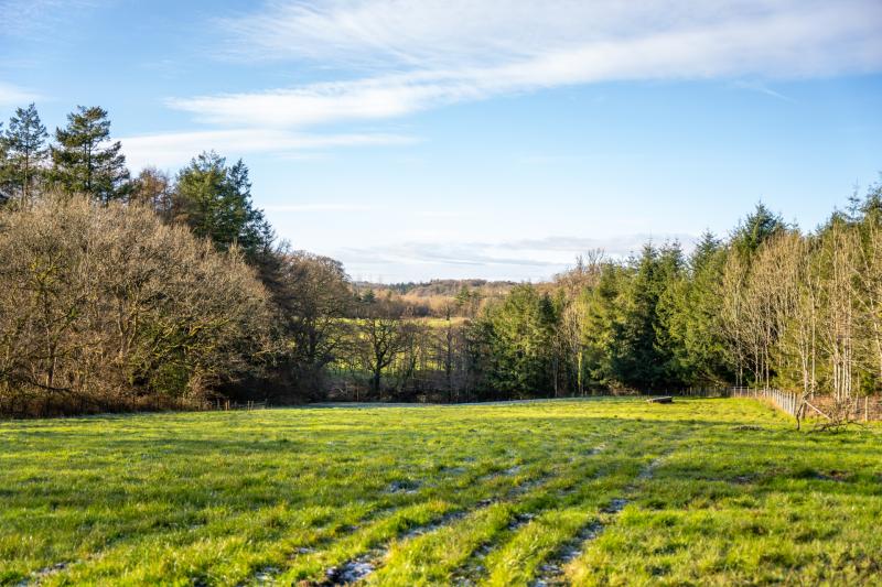 Fishleigh Wood - existing woodland bordering site