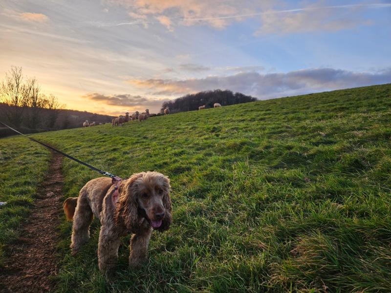 Unlimited fines introduced for irresponsible dog owners under new livestock protection law