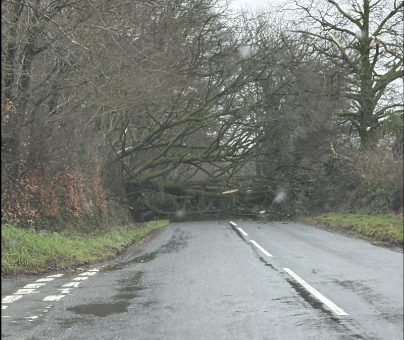 The fallen tree on the Brentor to Tavistock road has led to traffic disruption (Image credit- Sarah Michelle Foster)